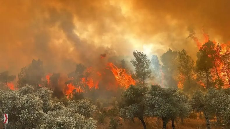 Buca'da Orman Yangını: Müdahale Başladı