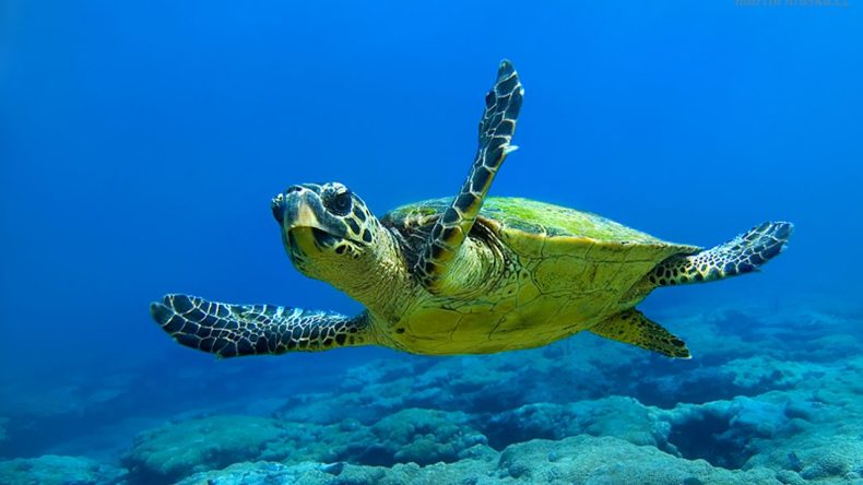 Caretta Carettalar İzmir'de Hayat Buluyor: Bir Kaplumbağa Ünlü Sahile 57 Yumurta Birden Bıraktı
