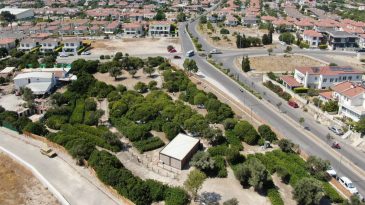D&uuml;nyada Sadece İki Yerde Yetişiyor: İzmir'in Sakız Ağa&ccedil;larında Hasat D&ouml;nemi