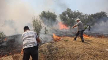 Efes Sel&ccedil;uk Yangını: Belediye'den Hızlı ve Etkili M&uuml;dahale