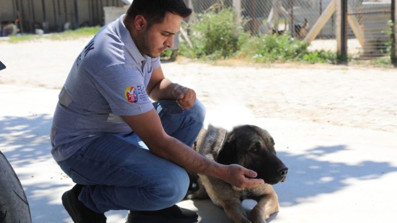 Efes Selçuk'tan Sahiplendirme Çağrısı: Barınağın Kapasitesi Doldu!