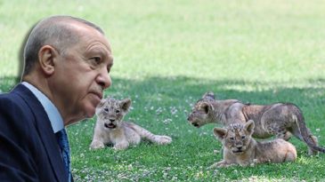 Erdoğan'ın aslanlarına isim aranıyor: Anket a&ccedil;ıldı