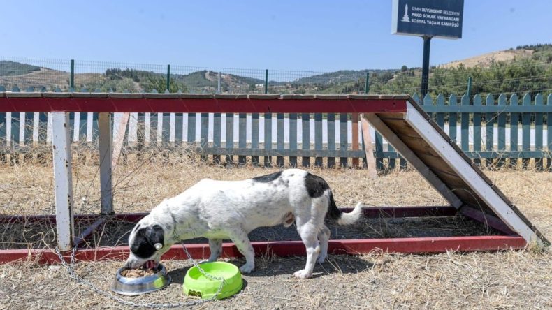 İzmir Belediyesi Sokak Hayvanlarına Kendi Mamasını Üretiyor