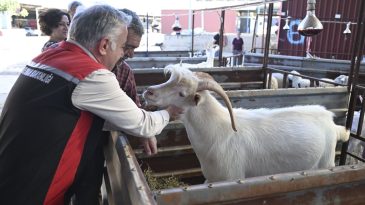 İzmir Yangınında Hayvanlara Destek: Bine Yakın Can Bakım Altında