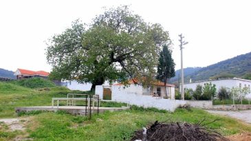 İzmir'in Bu K&ouml;y&uuml;n&uuml; K&ouml;t&uuml;l&uuml;klerden Koruyan Helvacı Dede T&uuml;rbesi