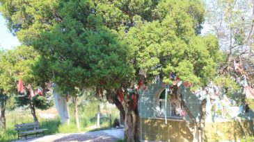 İzmir'de bir kurt tarafından b&uuml;y&uuml;t&uuml;len evliya: Kurt Baba T&uuml;rbesi nerede? Kurt Baba T&uuml;rbesi'ne nasıl gidilir?