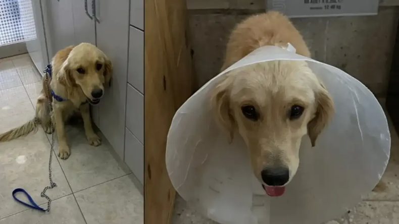 İzmir'de Denize Girdiği İçin Şikayet Edilen Ares'ten Acı Haber