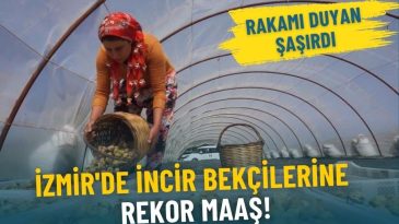 İzmir'de İncir Bek&ccedil;ilerine Rekor Maaş: Rakamı Duyan Şaşırdı