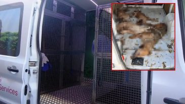 İzmir'de skandal olay: 4 k&ouml;pek hayatını kaybetti, tepkiler gecikmedi