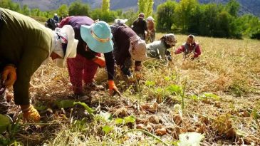 İzmir'de Tarım Arazileri Satışa &Ccedil;ıkıyor: Domates &Uuml;retecek &Ccedil;ift&ccedil;i Bulamayacağız