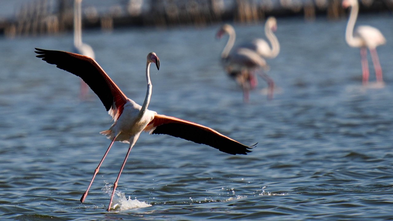 Flamingo Kreşi