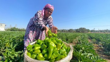 İzmir&rsquo;in Tescilli Biberi Rekor Verimle Geri D&ouml;nd&uuml;: Urfa Isotu ile Yarışıyor!