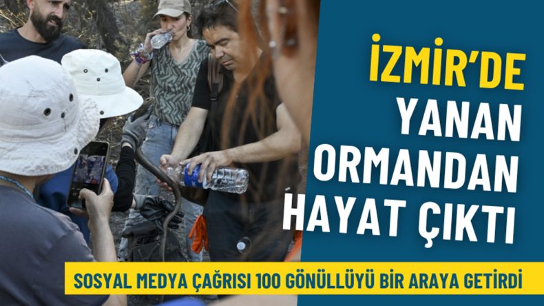 İzmir&rsquo;de Sosyal Medya &Ccedil;ağrısı 100 G&ouml;n&uuml;ll&uuml;y&uuml; Buluşturdu: Yangın Sonrası Hayvanlara Umut Oldular