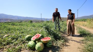 İzmir&rsquo;de &Uuml;reticinin &Uuml;r&uuml;n&uuml; Tarlada Kalıyor: Toprağa G&ouml;m&uuml;yorlar