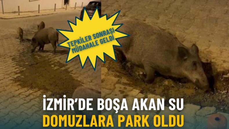 İZSU'nun Gecikmeli Müdahalesi Balçova'yı Domuzların Parkı Haline Getirdi: İzmir'de Tepkilerin Ardından Müdahale Gerçekleştirildi