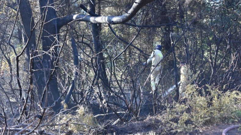 Kemalpaşa'da Kaygı Verici Yangın: Tırdan Sıçrayan Alevler Ormana Ulaştı