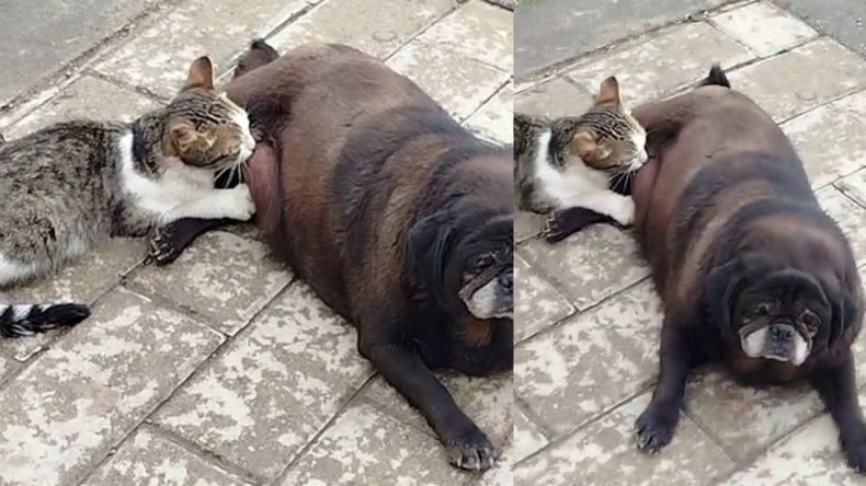 Köpek Kediyi Emzirdi: O Anlar Kamerada!