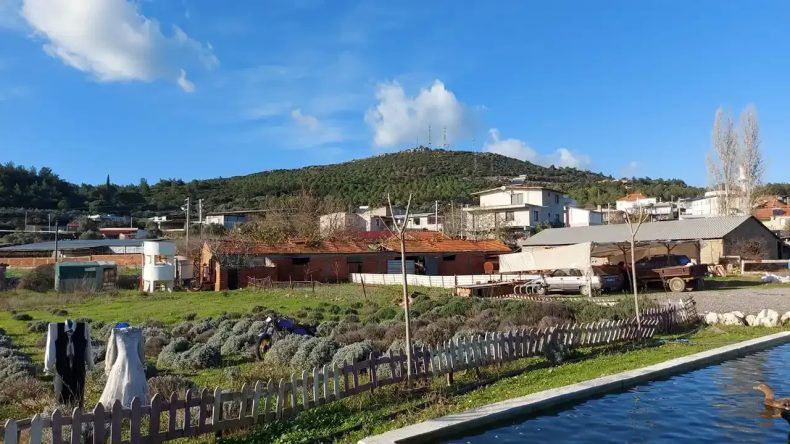 Lavantalarıyla Meşhur: Seferihisar Turgut Köyü Hakkında Bilmeniz Gerekenler