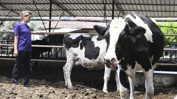 &Ouml;demiş'teki Yangında Evi ve Ahırı Yandı: Korku Dolu Anların Hikayesi