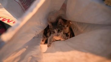 Seferihisar'da Yangın Felaketi: 25 Kedi ve 10 K&ouml;pek Kurtarıldı