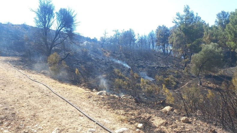 Aliağa'da Makilik Alanda Yangın: Kontrol Altına Alındı