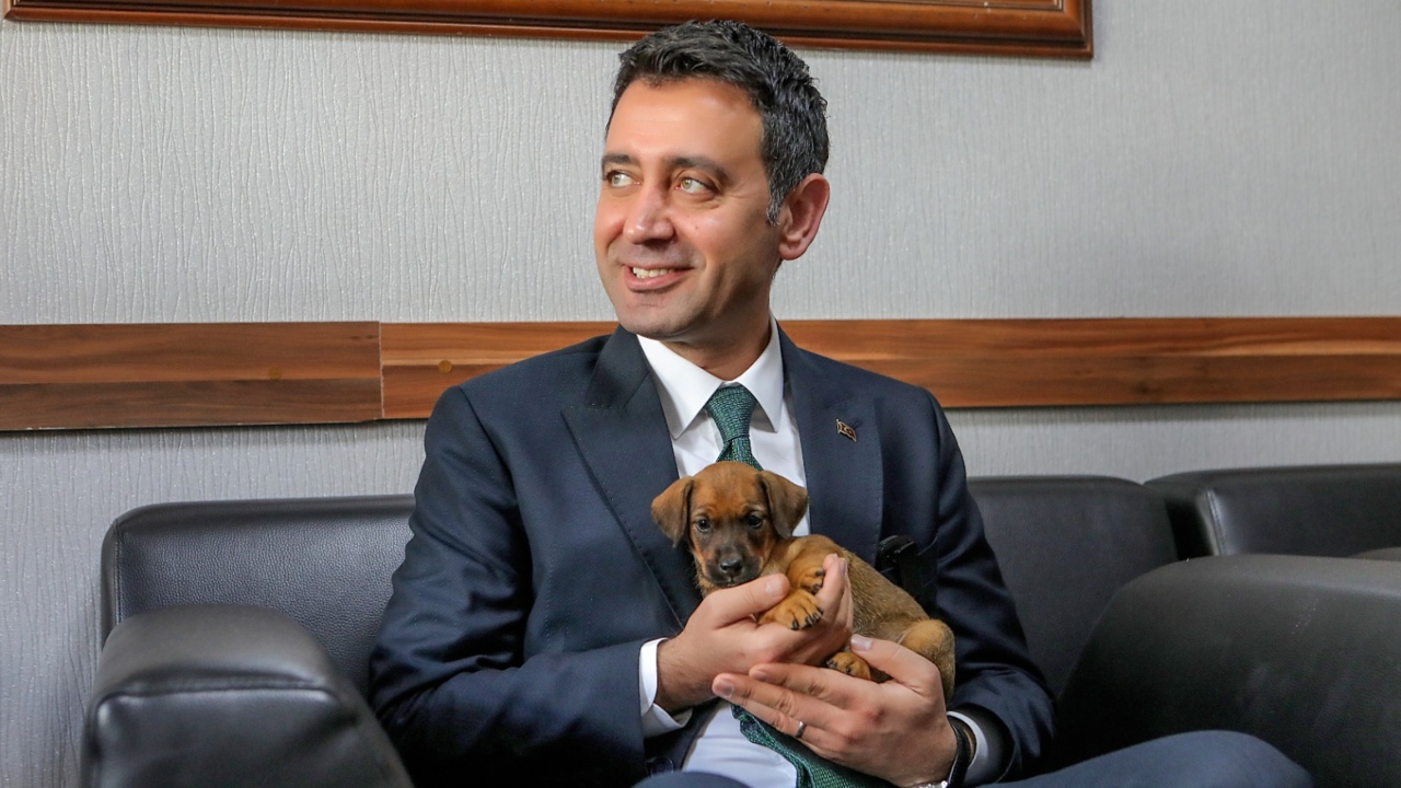 Sokak Hayvanları