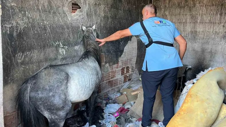 Günlerce aç ve susuz bırakmışlar: Buca'da 3 at kurtarıldı