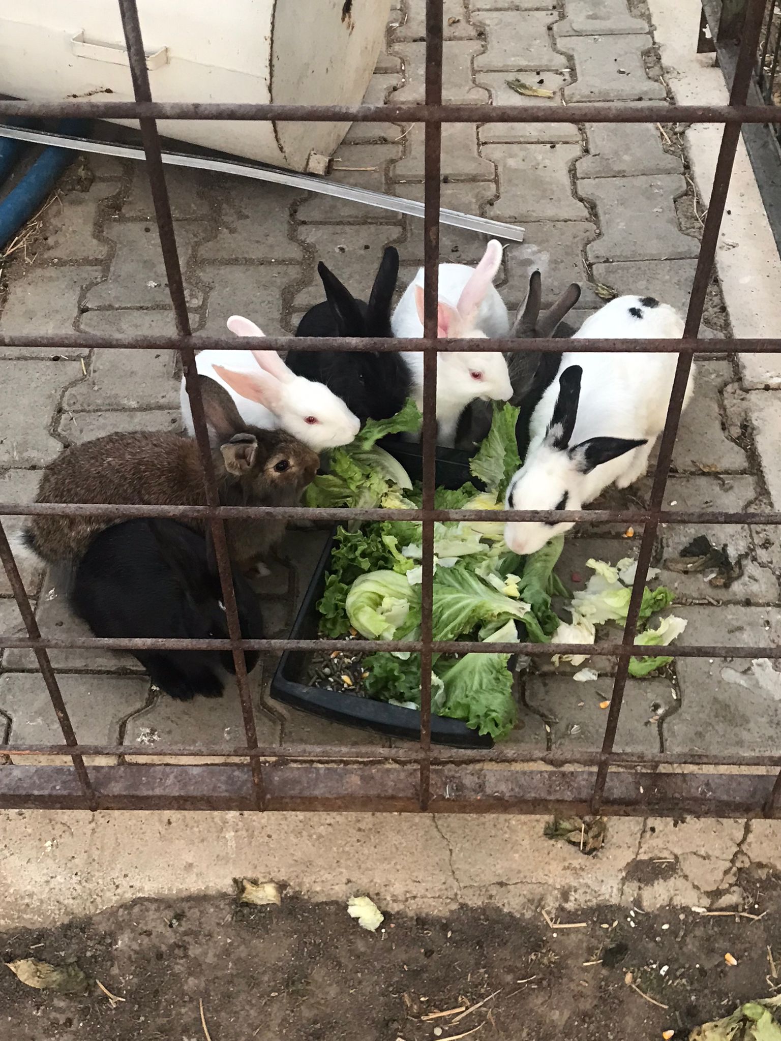 Hayvanseverler ve bahçedeki hayvanlar