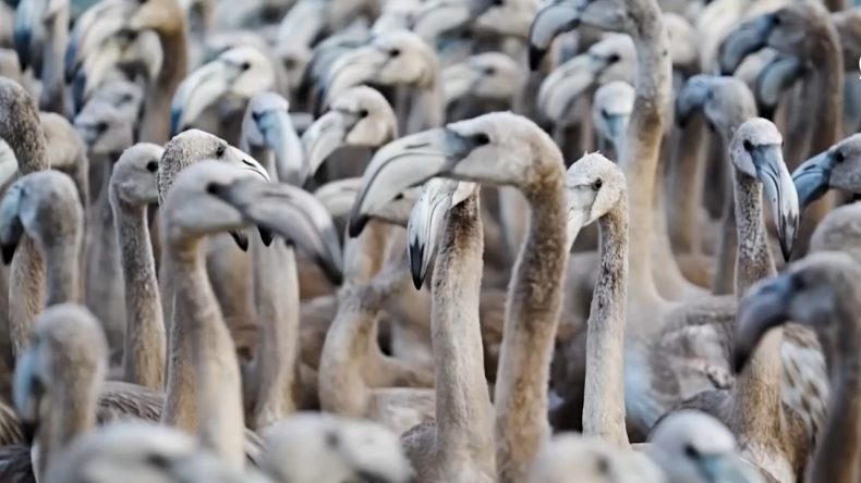İzmir, flamingoların yeni adresi: Binlerce flamingo takip edilecek