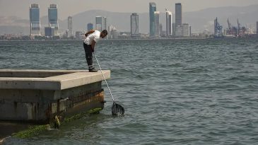 İzmir K&ouml;rfezi'nde Balık &Ouml;l&uuml;mleri: Uzman A&ccedil;ıklamalarla &Ccedil;&ouml;z&uuml;m Sunuyor