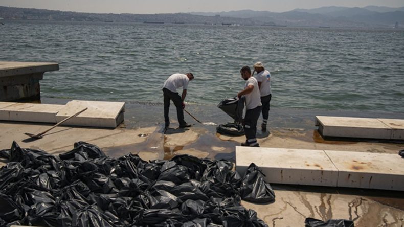 İzmir'de endişe veren durum: Kıyıya vurmuş ölü balıklar