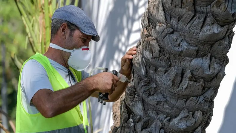 İzmir'de İlk Uygulama: Kültürpark'ın Palmiyeleri İçin Yapay Zeka ile Koruma