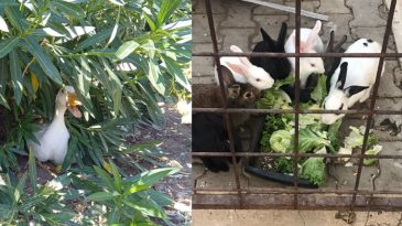 Karşıyaka'da Hayvanlara Sahip Çıkma Bilinci: "Hayvanlarıma Dokunma!"