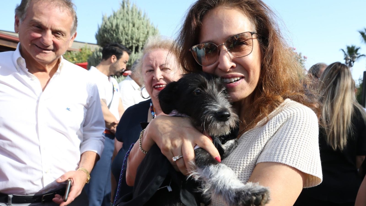 Kedi Evleri ve Sokak Hayvanları