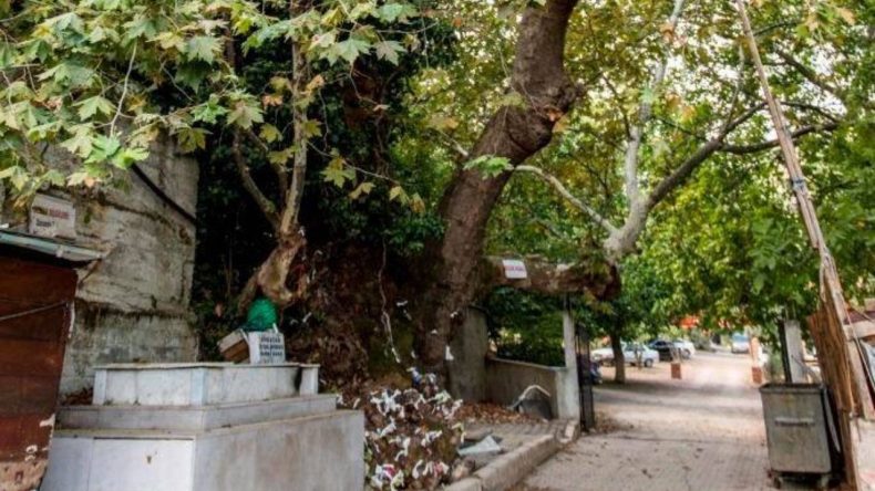 Kemalpaşa'nın Sessiz Bekçisi: Bir Ağaç, Bir Türbe, Binlerce Dilek…