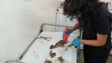Kontrols&uuml;z &Uuml;remenin Engellenmesi İ&ccedil;in &Ouml;nemli Adım: İzmir'de 7 Bin Sokak Kedisi Kısırlaştırıldı