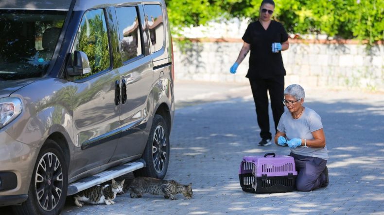Narlıdere’de Sokak Kedilerine Kısırlaştırma Uygulaması