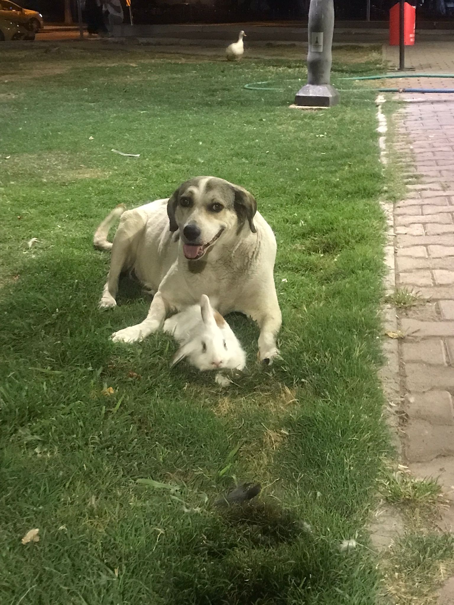 Ördekli Park