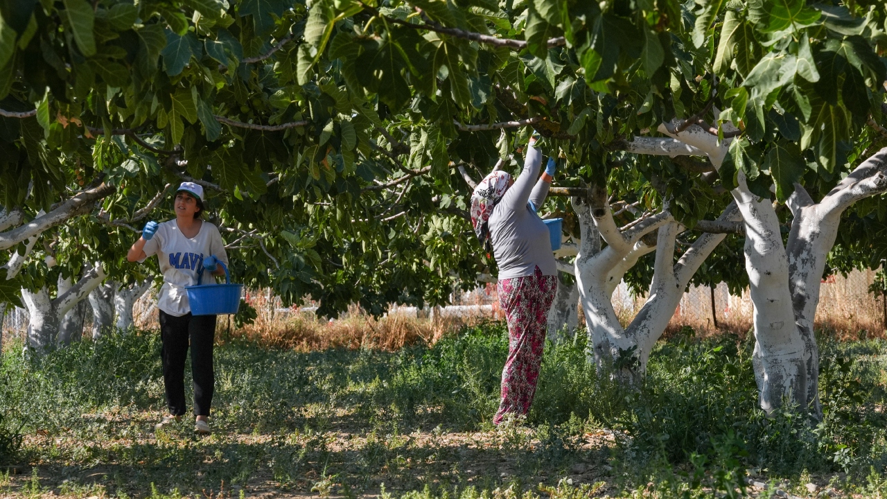 Bardakçık İnciri Üretimi