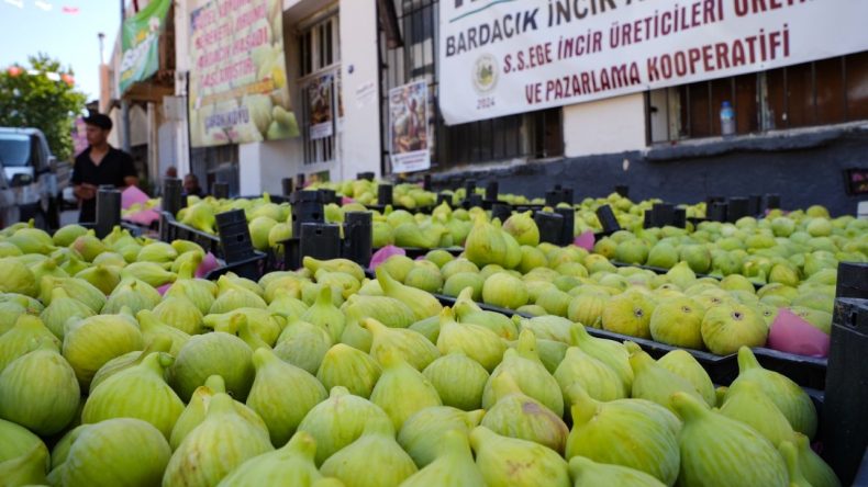 Torbalı’nın Bardakçık İnciri Değerine Kavuştu: Dünya Pazarına Yayılıyor!
