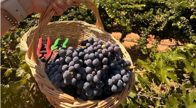 Urla’nın 2600 Yıllık Geleneği: Bağ Bozumu Şenlikleri Başlıyor!