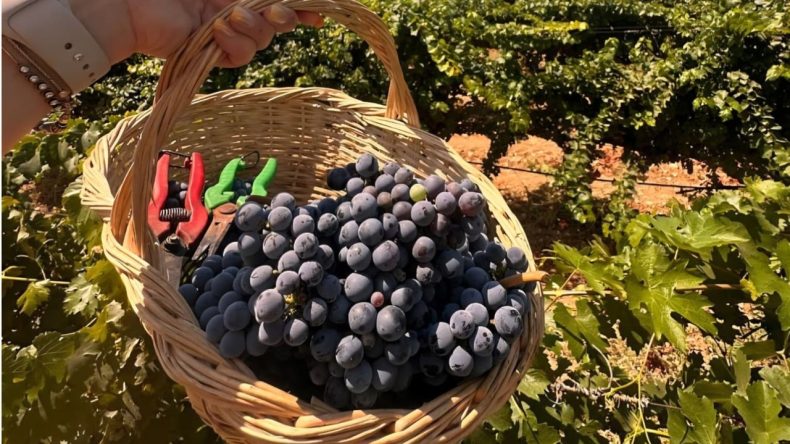 Urla’nın 2600 Yıllık Geleneği: Bağ Bozumu Şenlikleri Başlıyor!