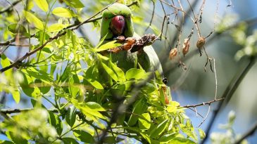 Gizemli Misafirler: K&uuml;lt&uuml;rpark Hakkında Bilmeniz Gereken 9 Ger&ccedil;ek