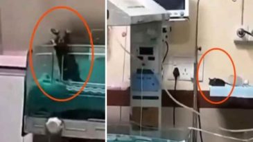 Hastanede Fare Krizi: İki Bebek Hayatını Kaybetti