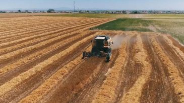 İki Yıl Ekilmeyen Tarla Elden Gidiyor Mu? Tarım-Sen Başkanı A&ccedil;ıkladı!