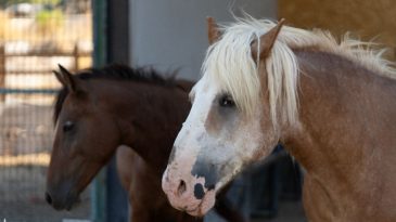 İzmir B&uuml;y&uuml;kşehir'den &Ouml;rnek Faaliyet: Sağlığına Kavuşan Hayvanlar Sahiplendiriliyor