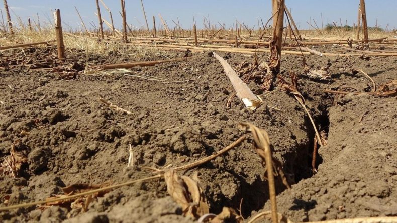 İzmir'de 50 Dekar Tarım Alanı: Çiftçinin Mülkiyet Hakkı Tehlikede
