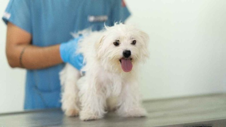 İzmir'de Baskın Yapılan Evde Bulunan 20 Köpeğe El Konuldu