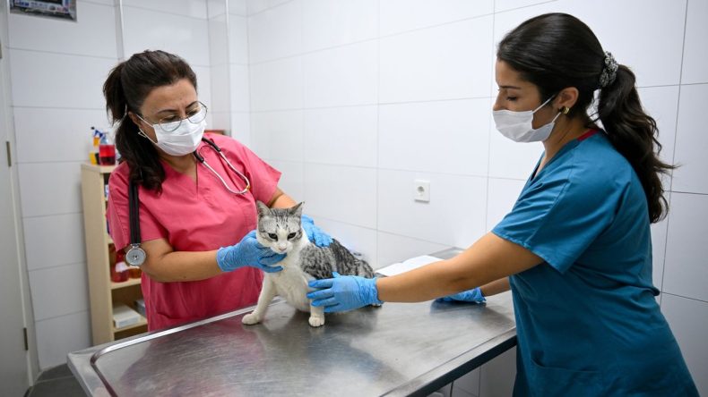 İzmir'de Kedi Kliniğine Yoğun İlgi: Patili Dostlarla Uzmanlar Bir Araya Geliyor