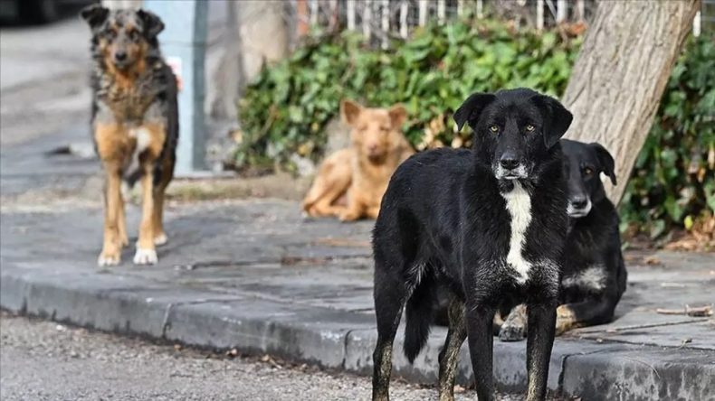 Beslediği Sahipsiz Köpek Çocuğu Isırınca Para Cezasına Çarptırıldı